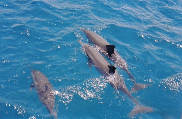 Tham quan thiên đường Fernando de Noronha, Brazil 